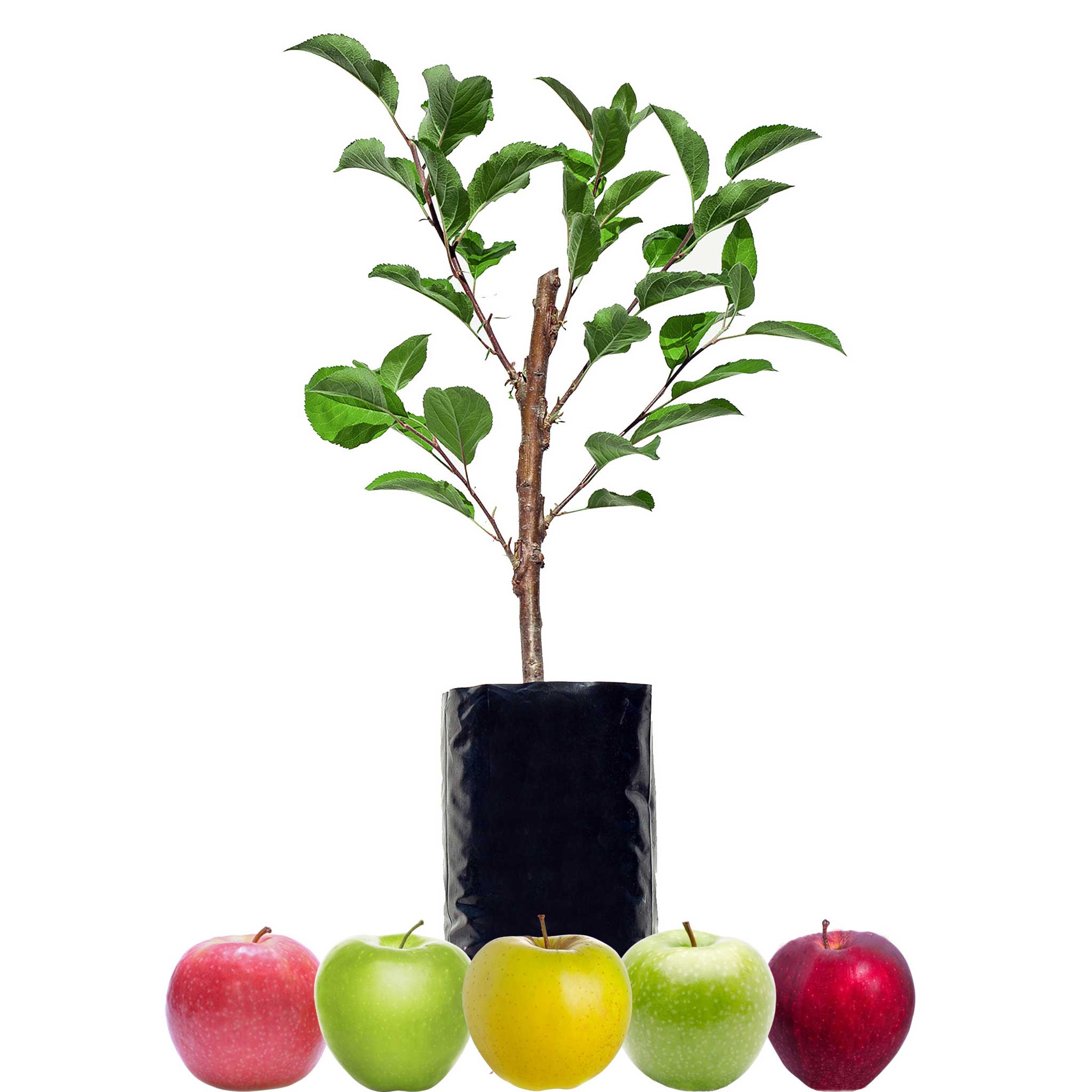 Red Apple + Red Apple + Green Apple + Green Apple + Yellow Apple